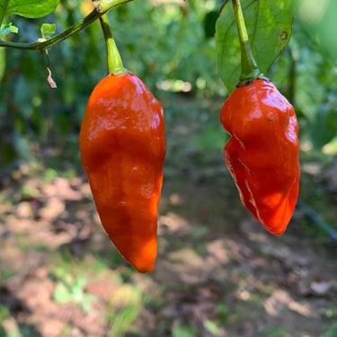 Komodo Dragon - Seeds - The Pepper Pantry (Formerly Marie Sharp's)